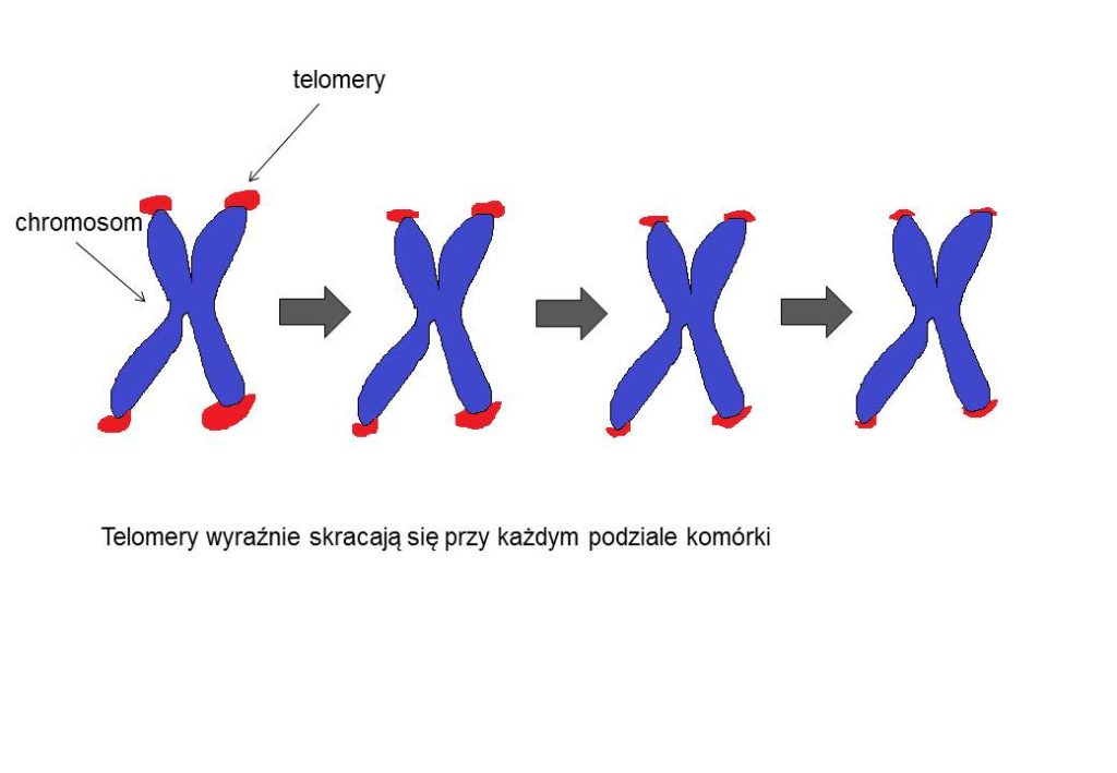 telomery